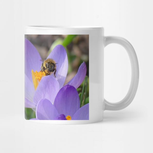 Crocus Lover by MelTGazing